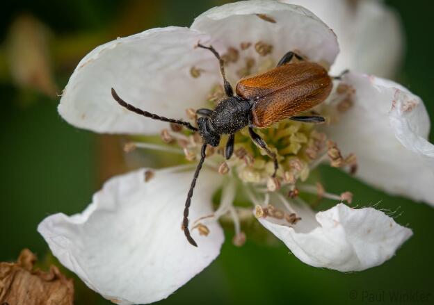 Pseudovadonia livida  (Kleiner Halsbock)