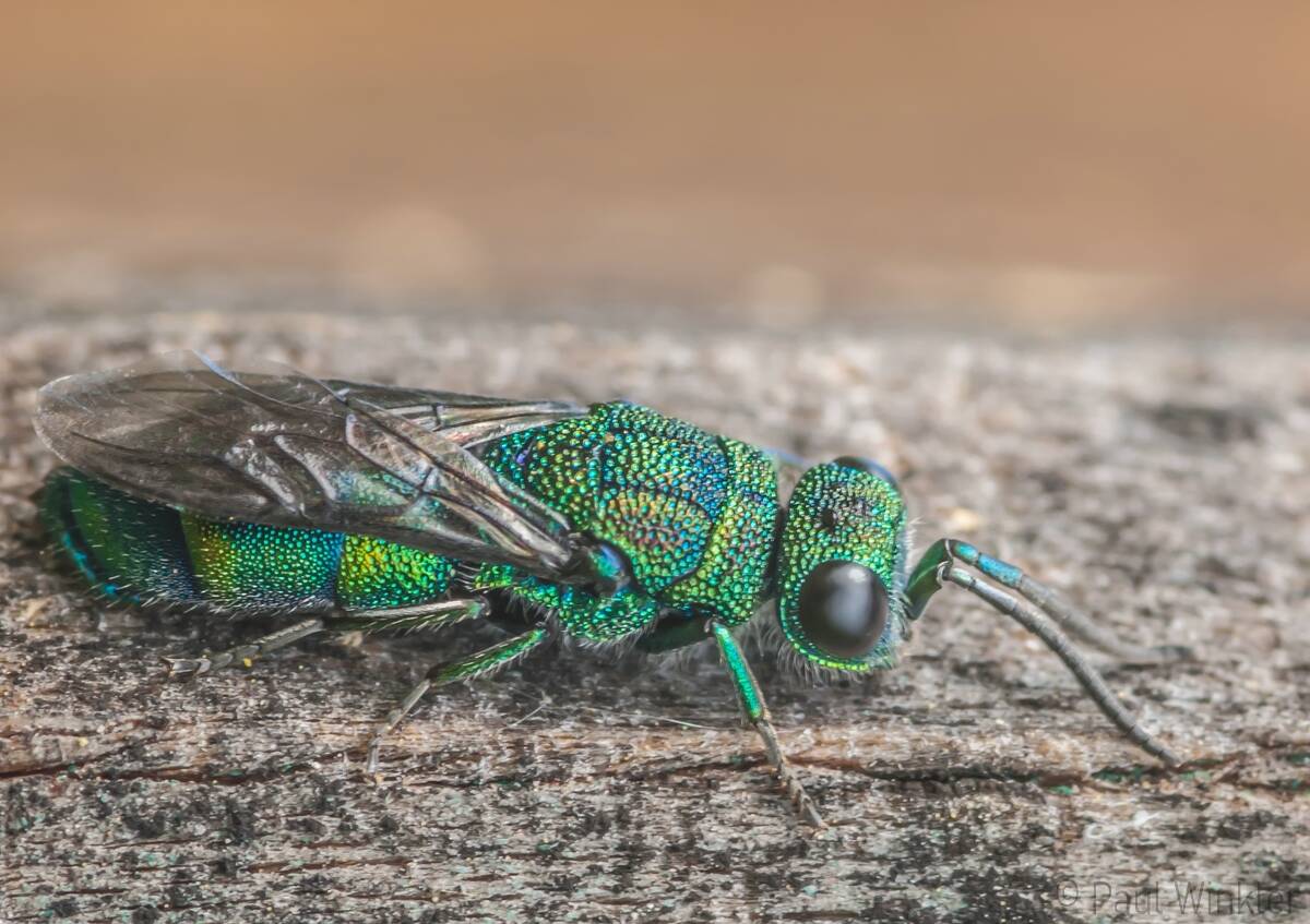 Chrysis fasciata