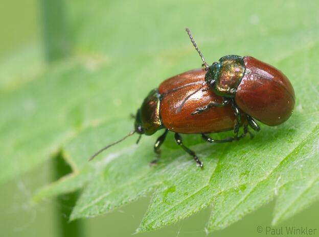 RLP  2020  Mating