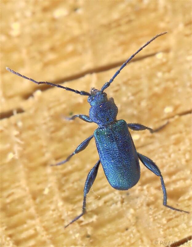 Callidium violaceum (Blauvioletter Scheibenbock)