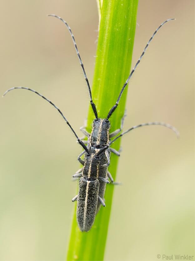 Agapanthia cardui (pannonica) (Weissstreifiger Distelbock)