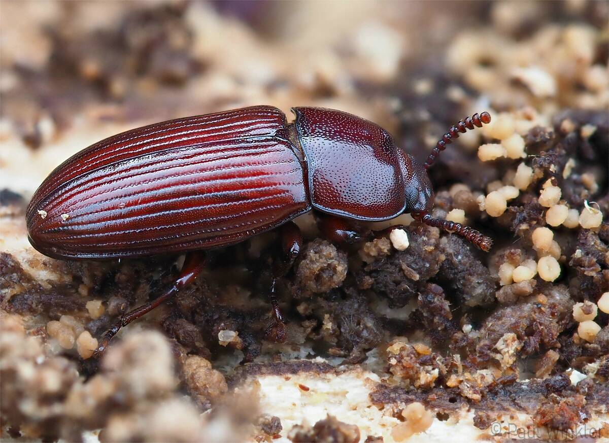 Uloma culinaris  (Grosser Faulholz-Schwarzkäfer)