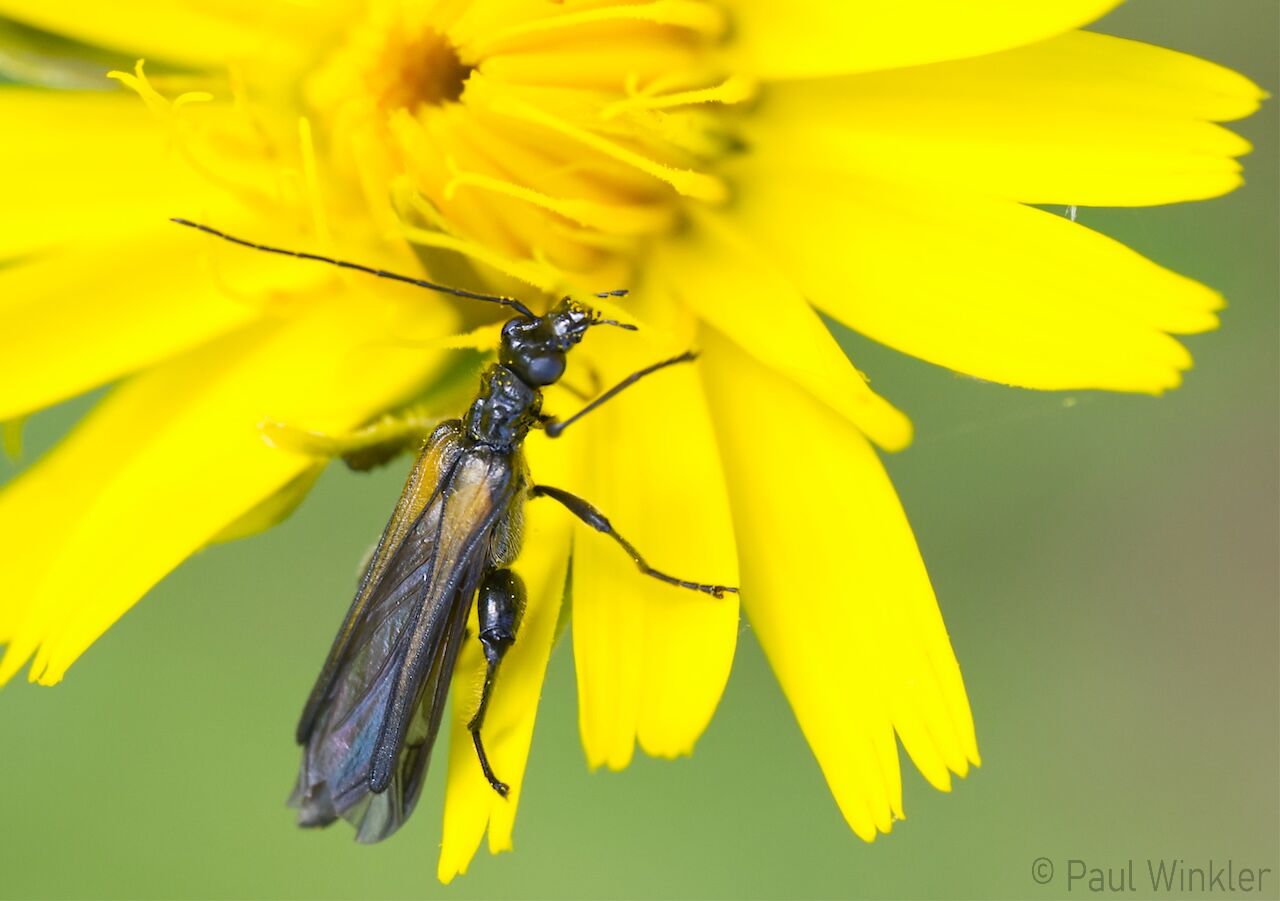 Oedemera femorata  (Gemeiner Scheinbockkäfer)