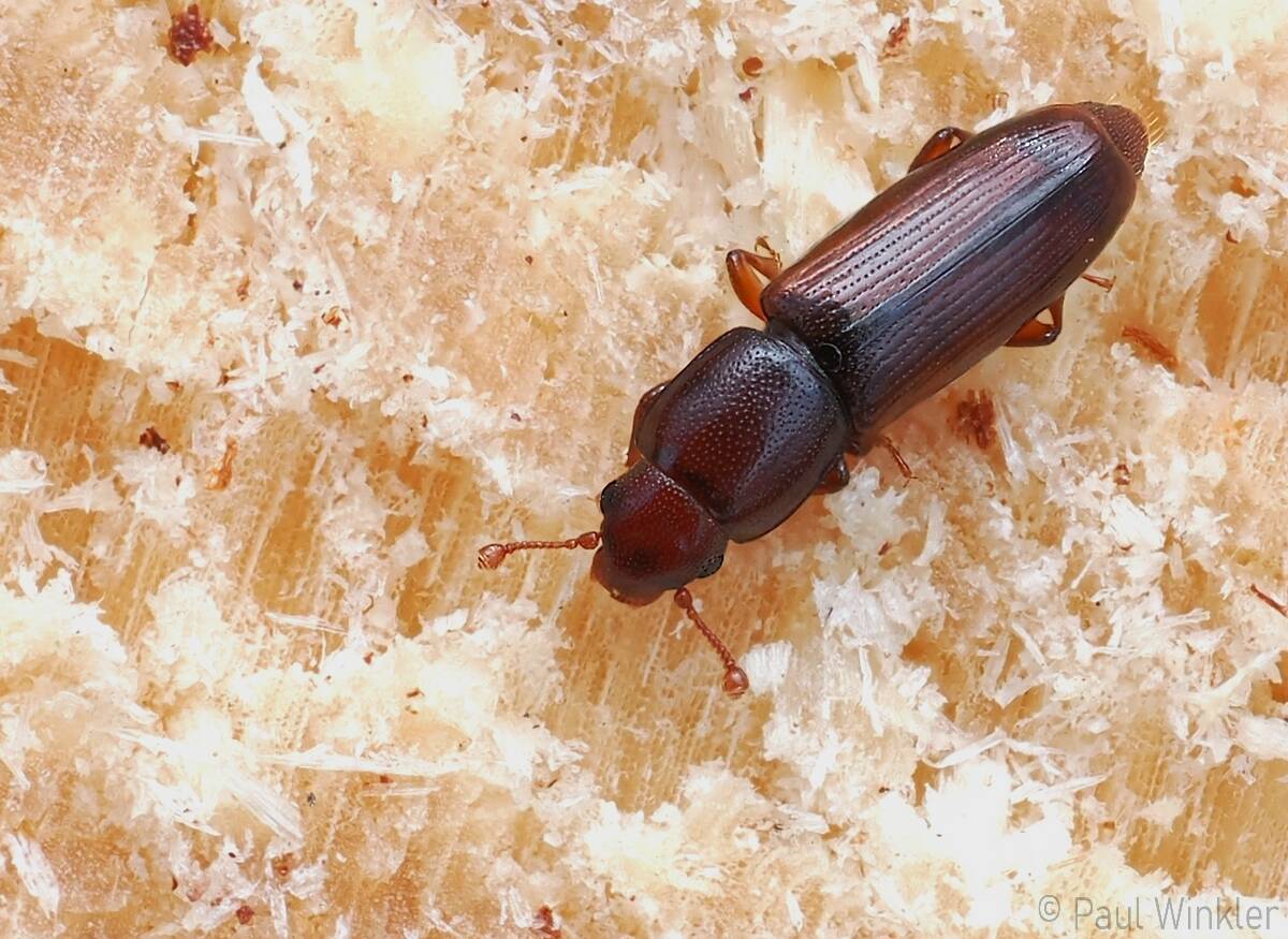 Rhizophagus depressus  (Flacher Wurzelglanzkäfer)