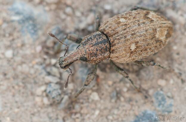 Alophus triguttatus  (Gewöhnlicher Dreimakelrüssler)