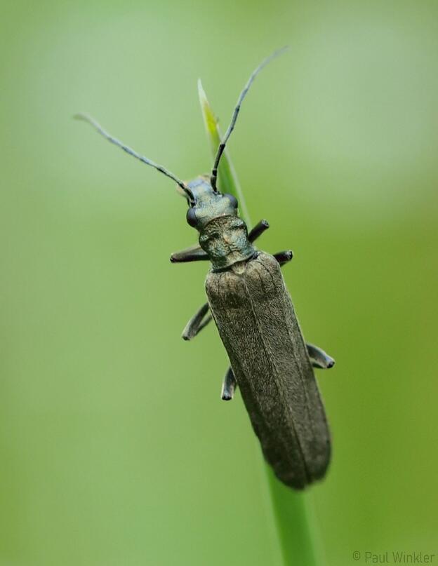 Oedemera virescens  (Graugrüner Schenkelkäfer)