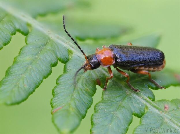 Cantharis thoracica