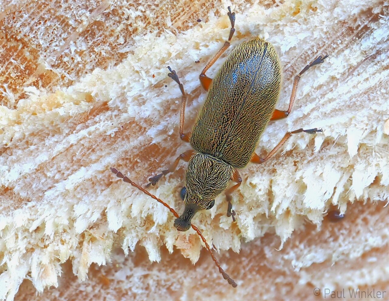 Kiefernblütenstandsrüssler  (Cymberidae)