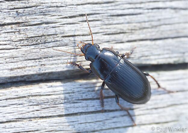 Harpalus cf. melancholicus