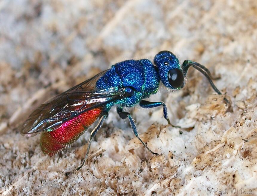 Chrysis terminata
