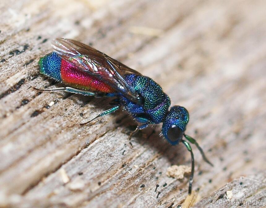 Chrysis rutilans
