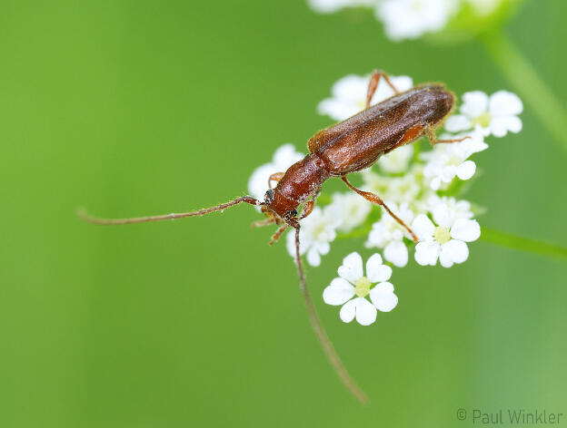 Obrium brunneum (Gemeiner Reisigbock)