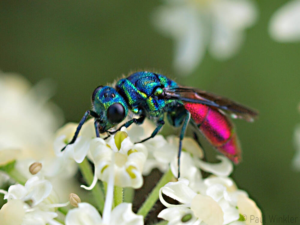 Chrysis rutiliventris