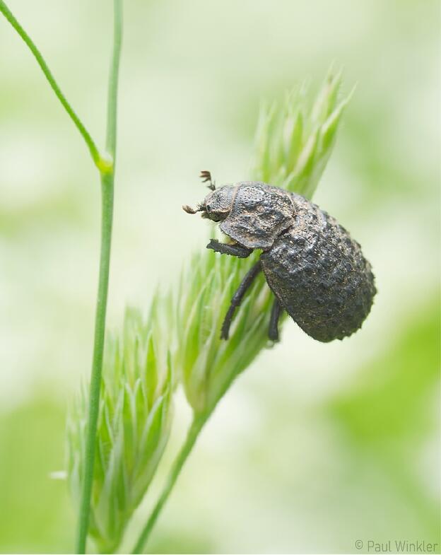 Knochenkäfer  (Trogidae)