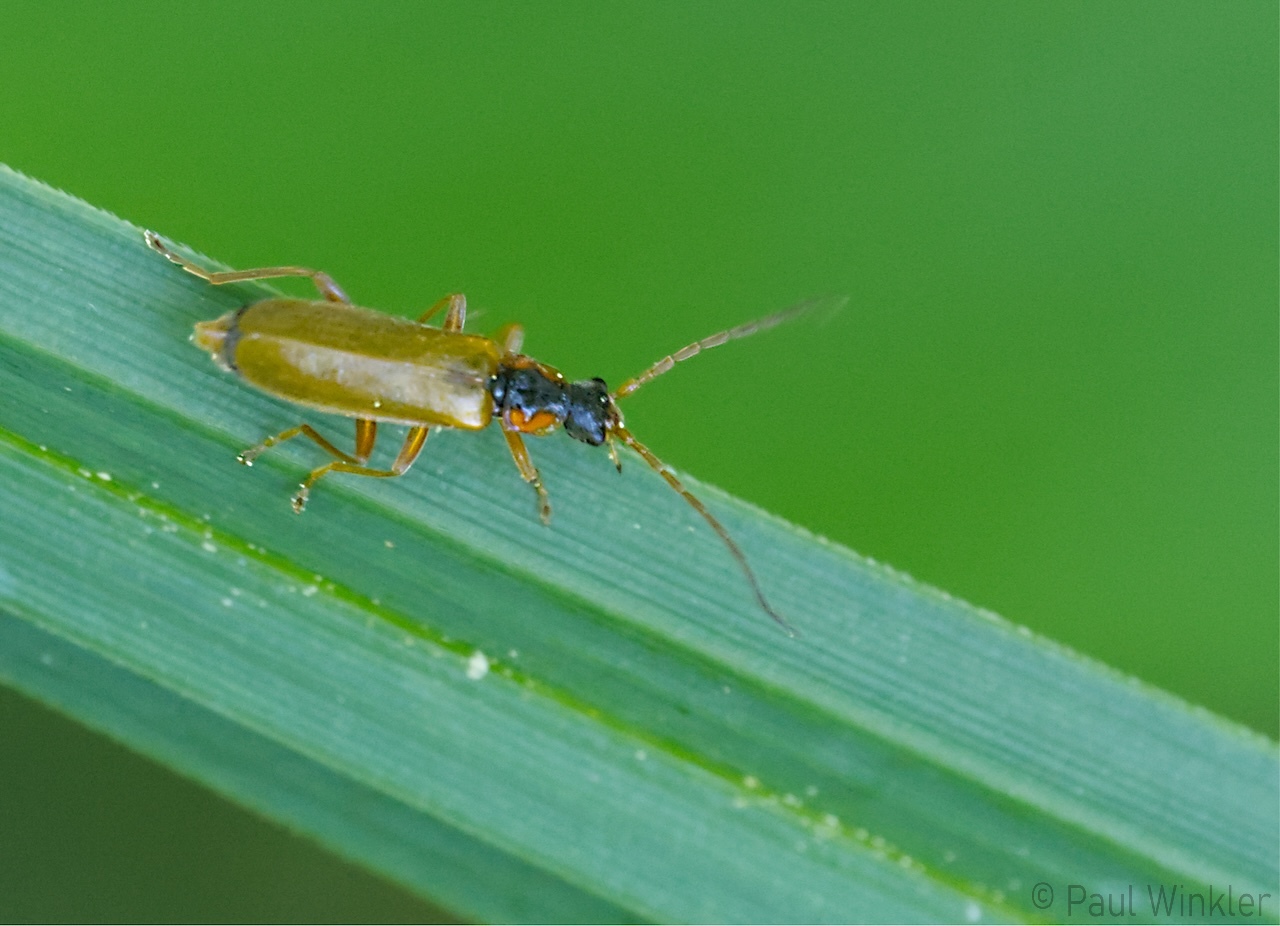 Rhagonycha testacea  (Bunthalsiger Weichkäfer)