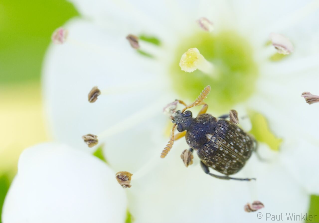 Bruchus brachialis  (Zottelwicken-Samenkäfer)