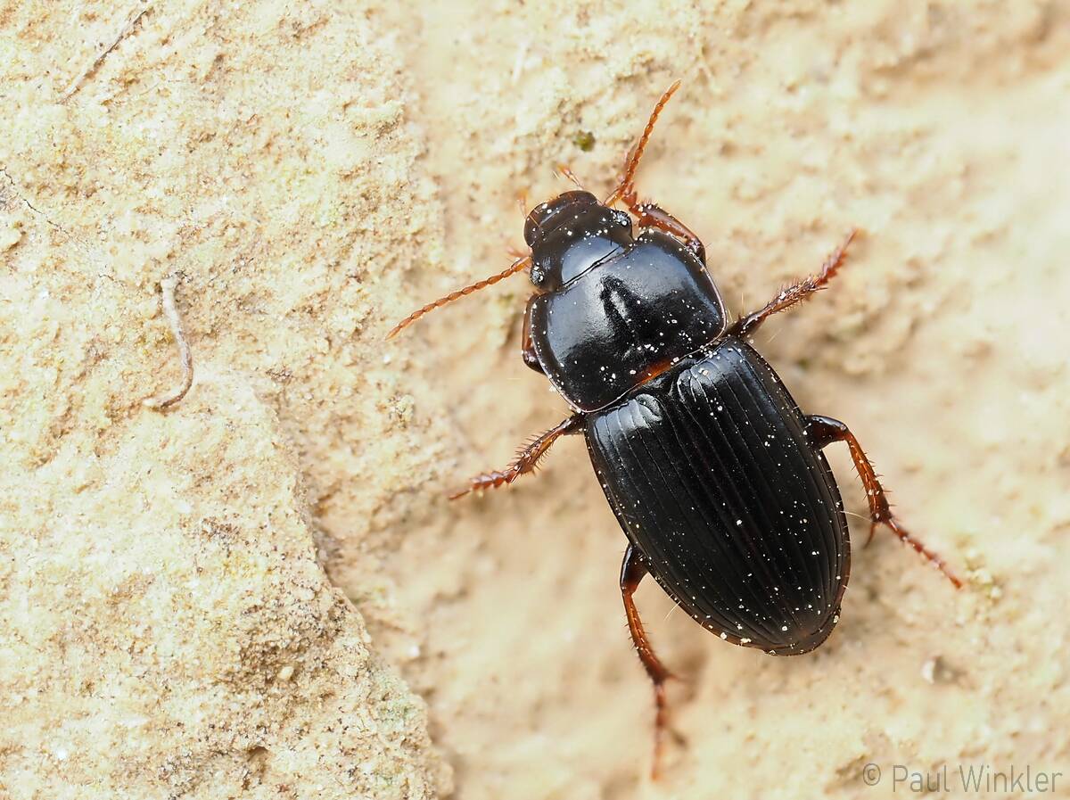 Harpalus pumilus (Zwerg-Schnelläufer)