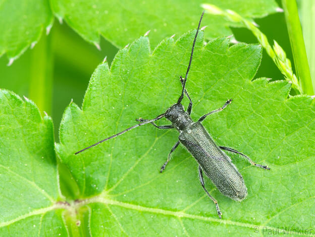 Stenostola dubia  (Metallfarbener Lindenbock) 