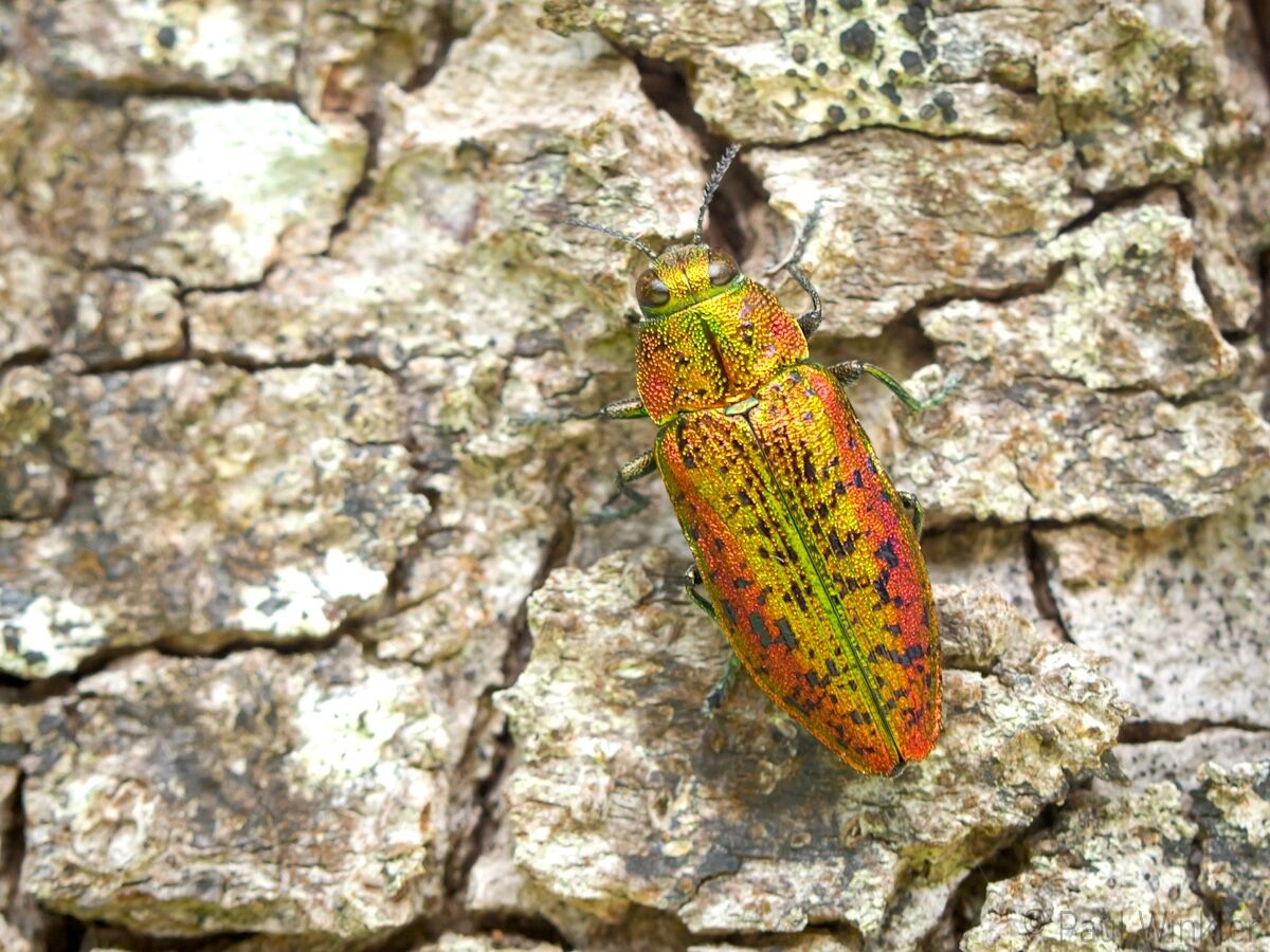 Prachtkäfer (Buprestidae)