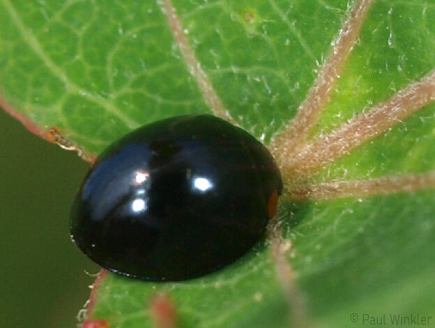 Exochomus nigromaculatus  (Schwarzer Schildlaus-Marienkäfer)