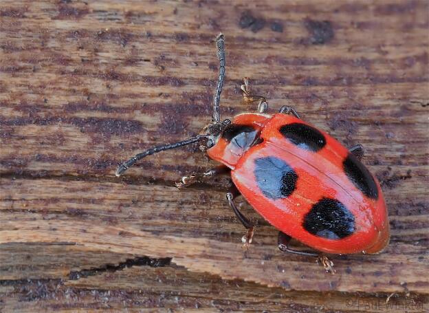 Endomychus coccineus  (Scharlachroter Stäublingskäfer)