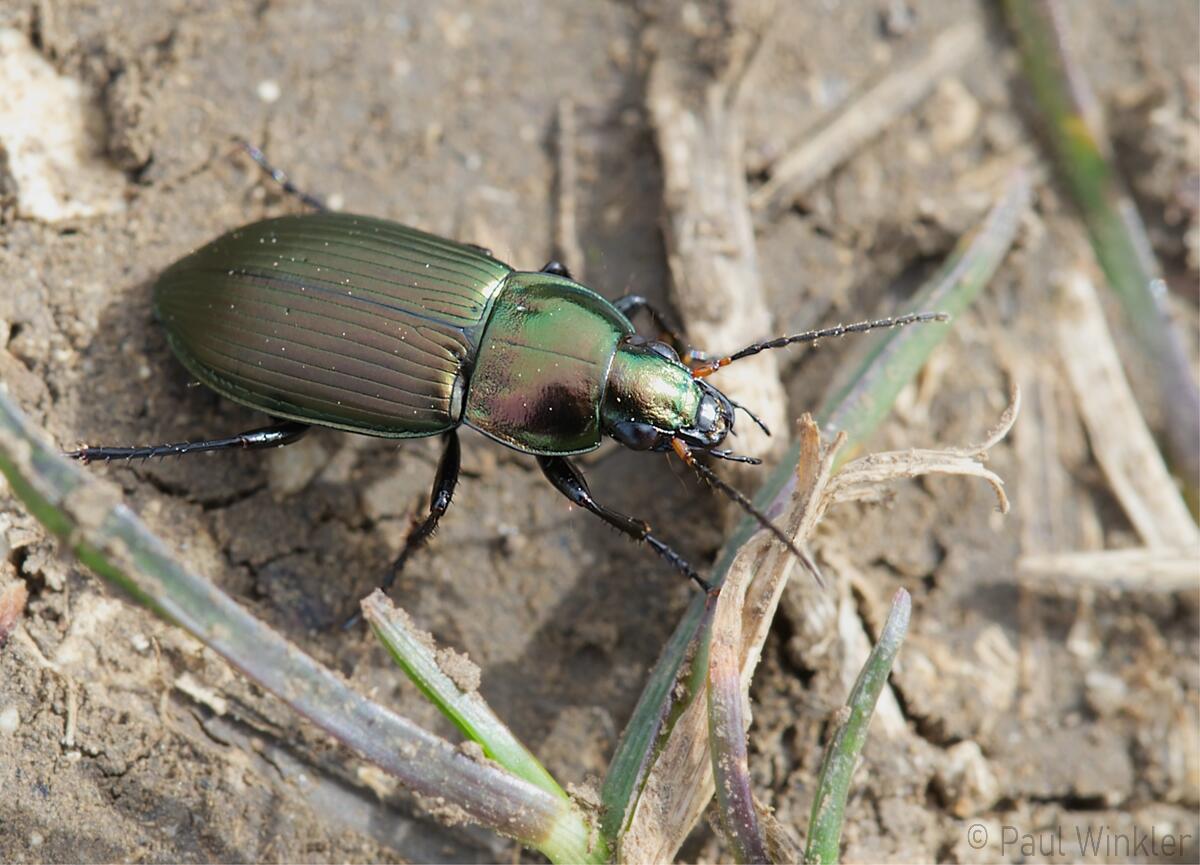 Poecilus versicolor  (Glatthalsiger Buntgrabläufer)
