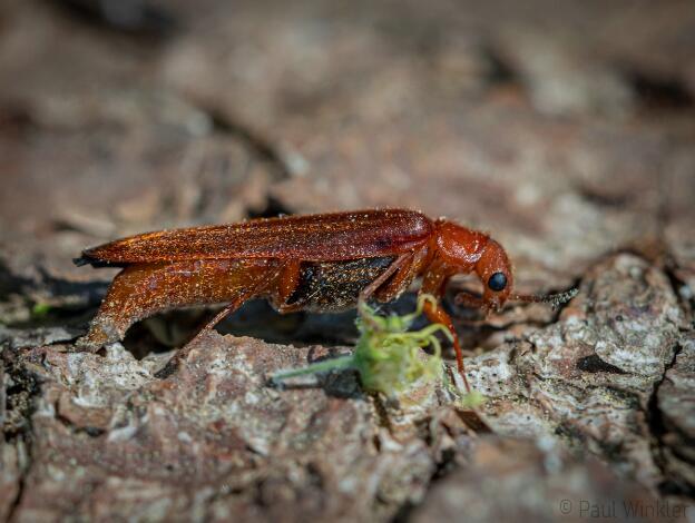 BaWü  2020  Female ovipositing