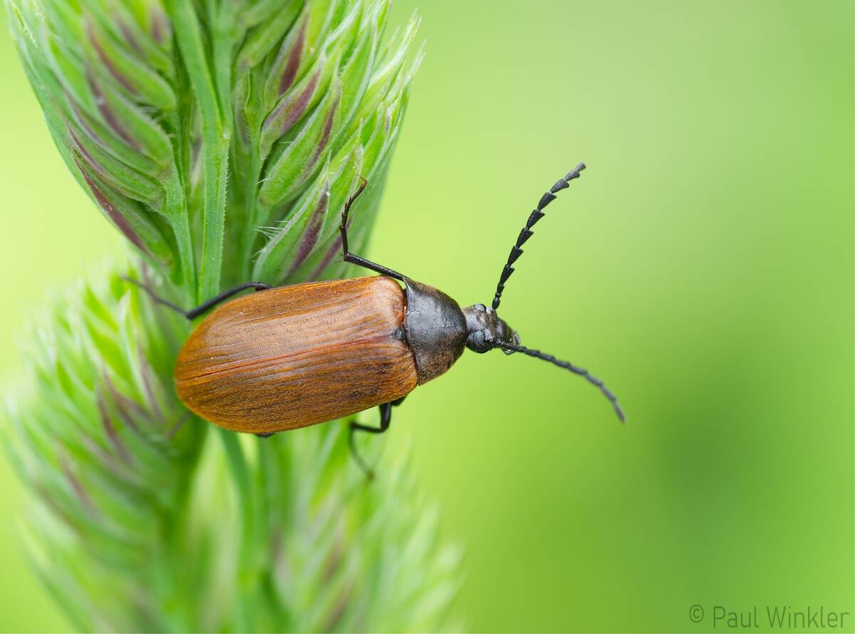 Pseudocistela ceramboides  (Sägehörniger Pflanzenkäfer)