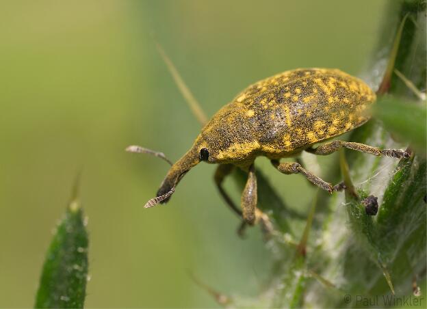 Larinus sturnus  (Grosser Distelrüssler)