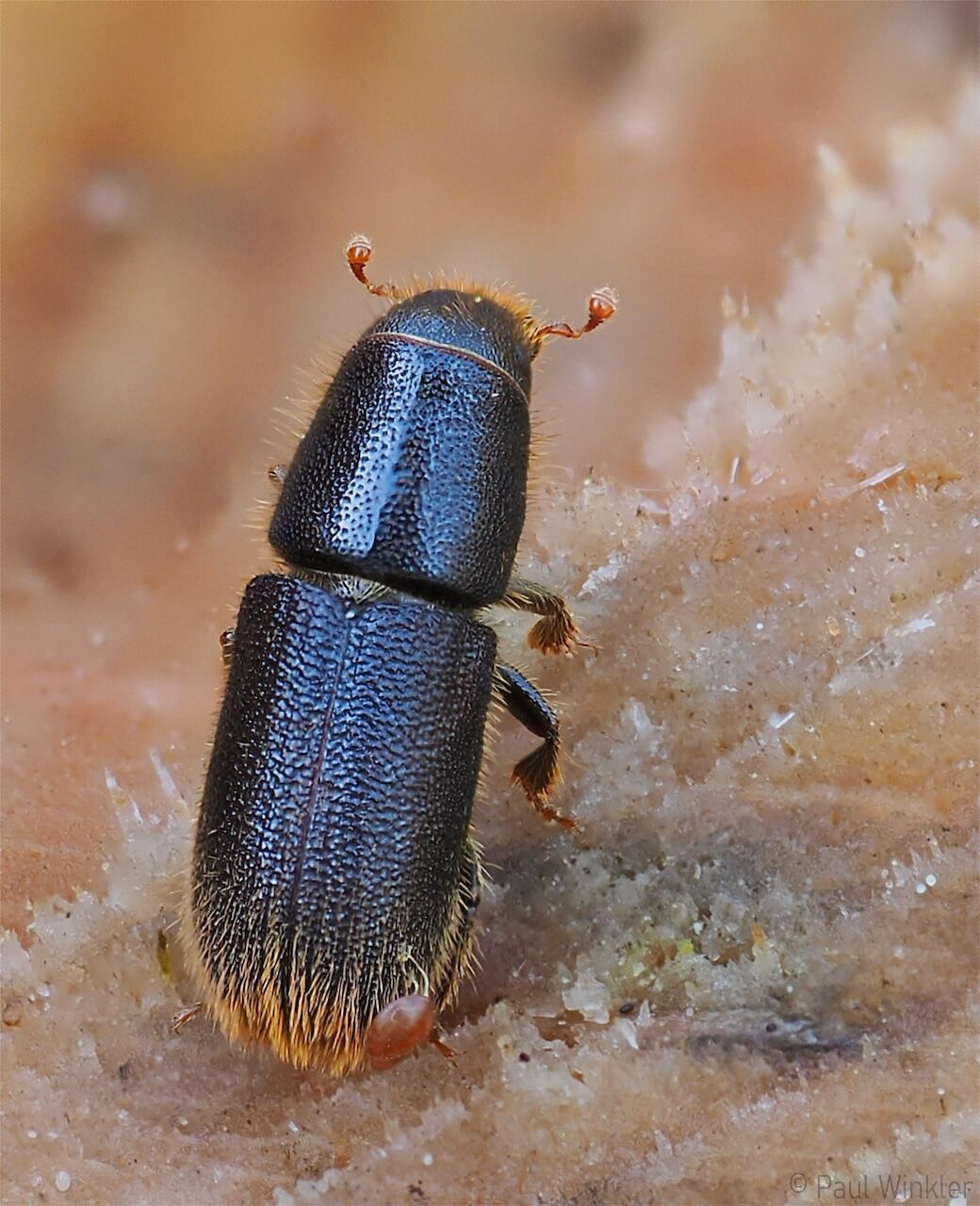 Hylurgus ligniperda  (Rothaariger Kiefernbastkäfer)