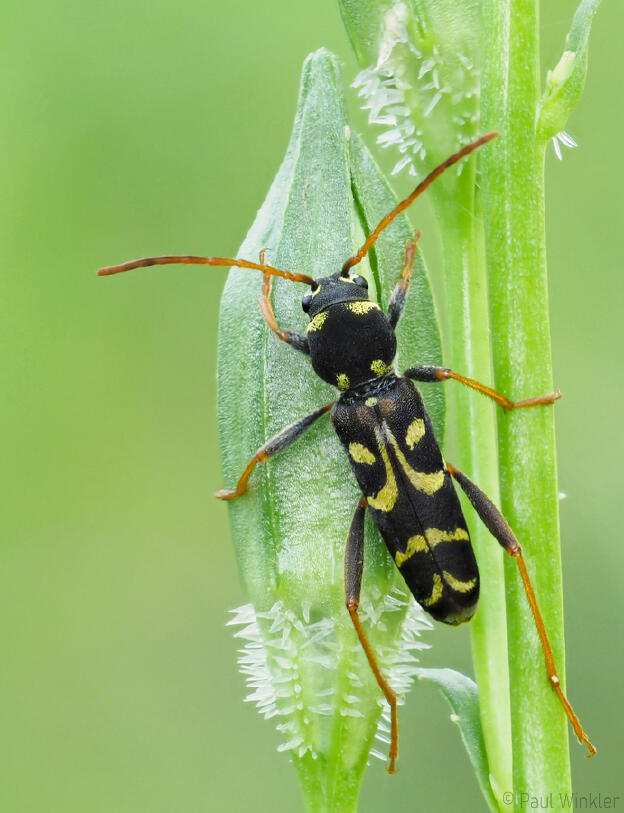 Clytus tropicus  (Wendekreis-Widderbock)