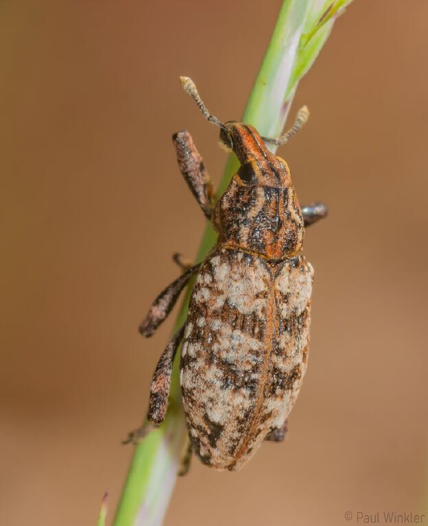 Coniocleonus hollbergi  (Sand-Steppenrüssler)