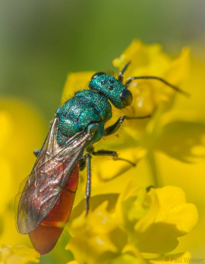 Chrysura