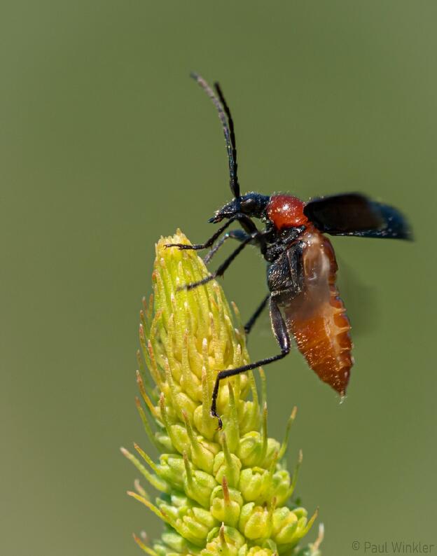 Dinoptera collaris (Blauschwarzer Kugelhalsbock)