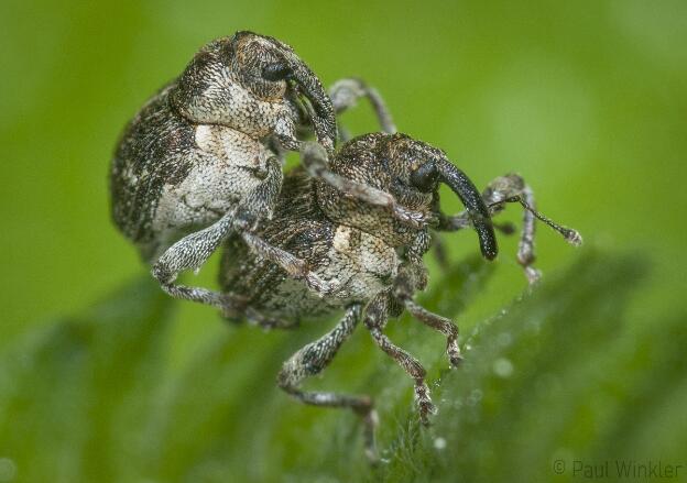 Neydus quadrimaculatus  (Gefleckter Brennesselrüssler)