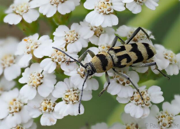 Chlorophorus varius (Variabler Widderbock)