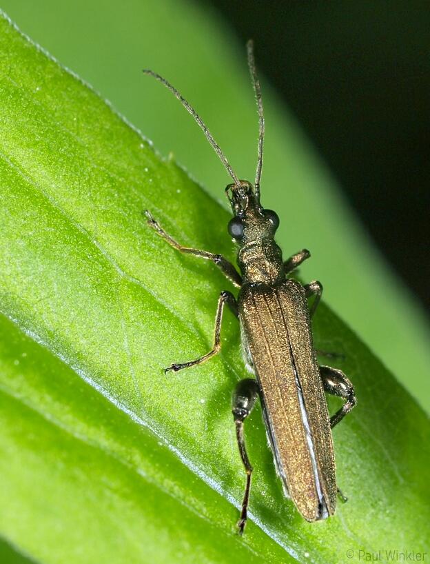 Oedemera lurida  (Grünlicher Scheinbockkäfer)