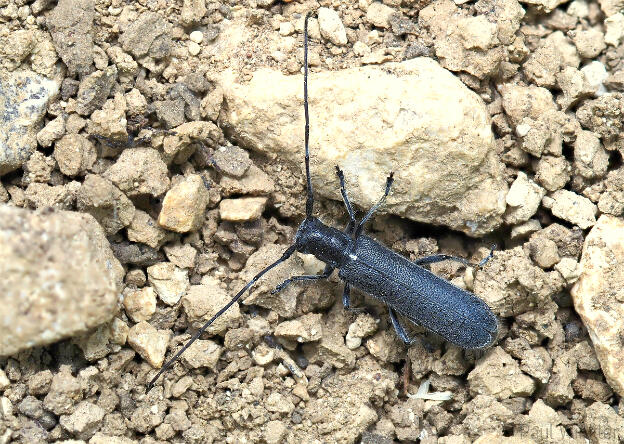 Stenostola ferrea  (Schwarzer Lindenbock)