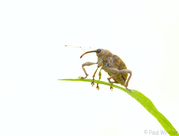 Curculio cf. pellitus