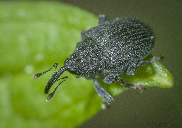 Ceutorhynchus alliariae  (Knoblauchrauken-Kleinrüssler)