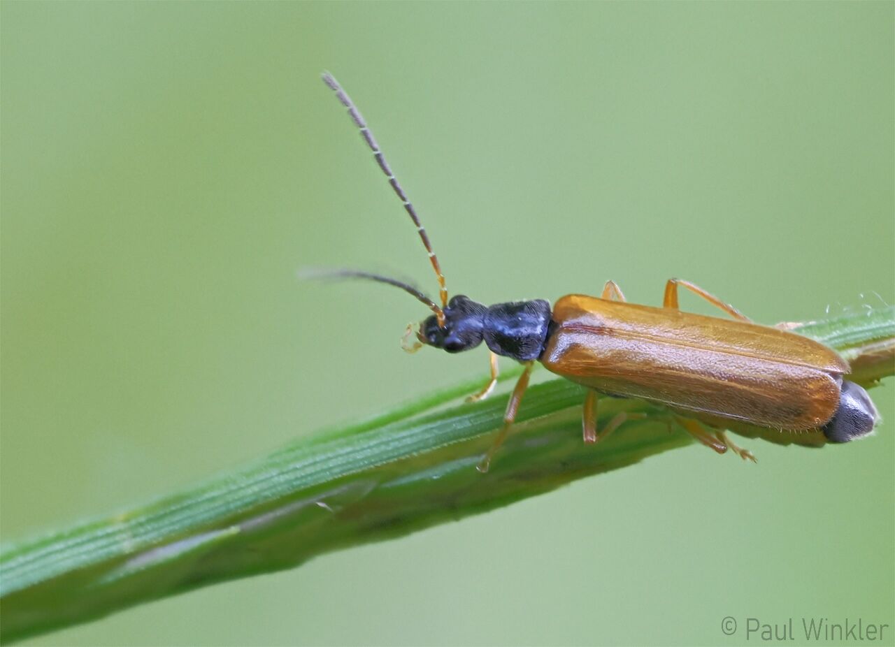 Rhagonycha lignosa  (Bleicher Fliegenkäfer)