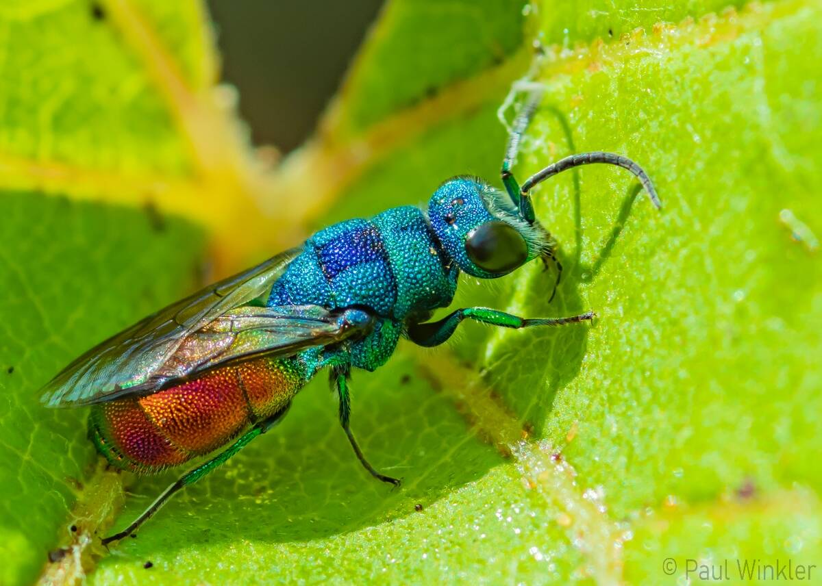 Chrysis comparata