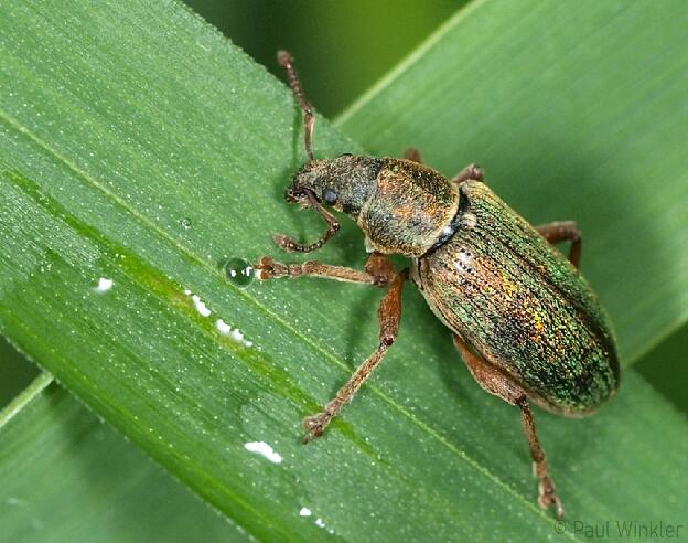 Polydrusus impar  (Fichten-Glanzrüssler)