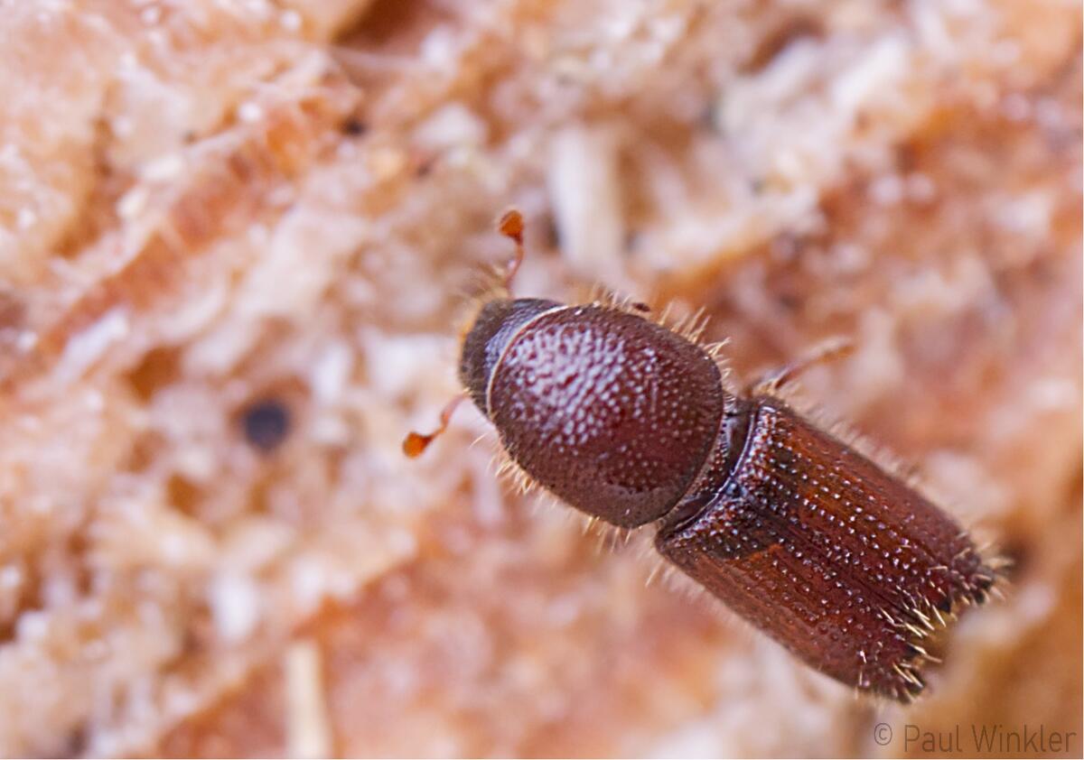 Orthotomicus laricis  (Vielzähniger Kiefernborkenkäfer)