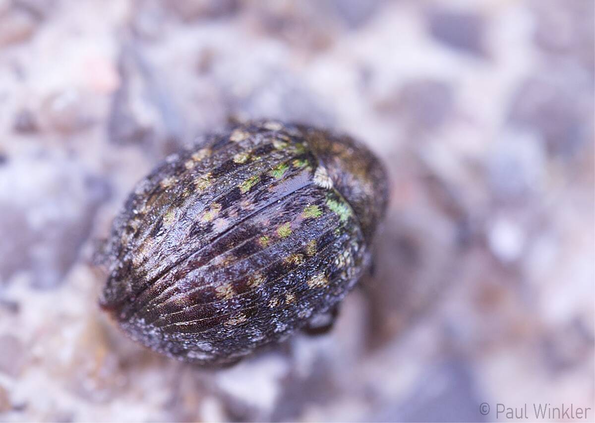 Cytilus sericeus  (Veränderlicher Pillenkäfer)