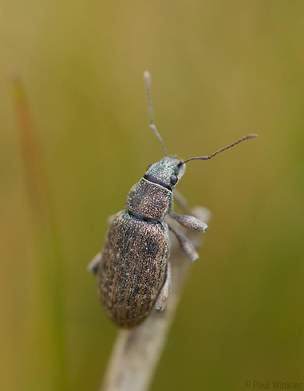 Brachyderes incanus  (Gemeiner Graurüssler)