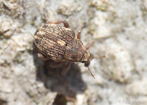 Rhinoncus castor  (Sand- Dicknase)