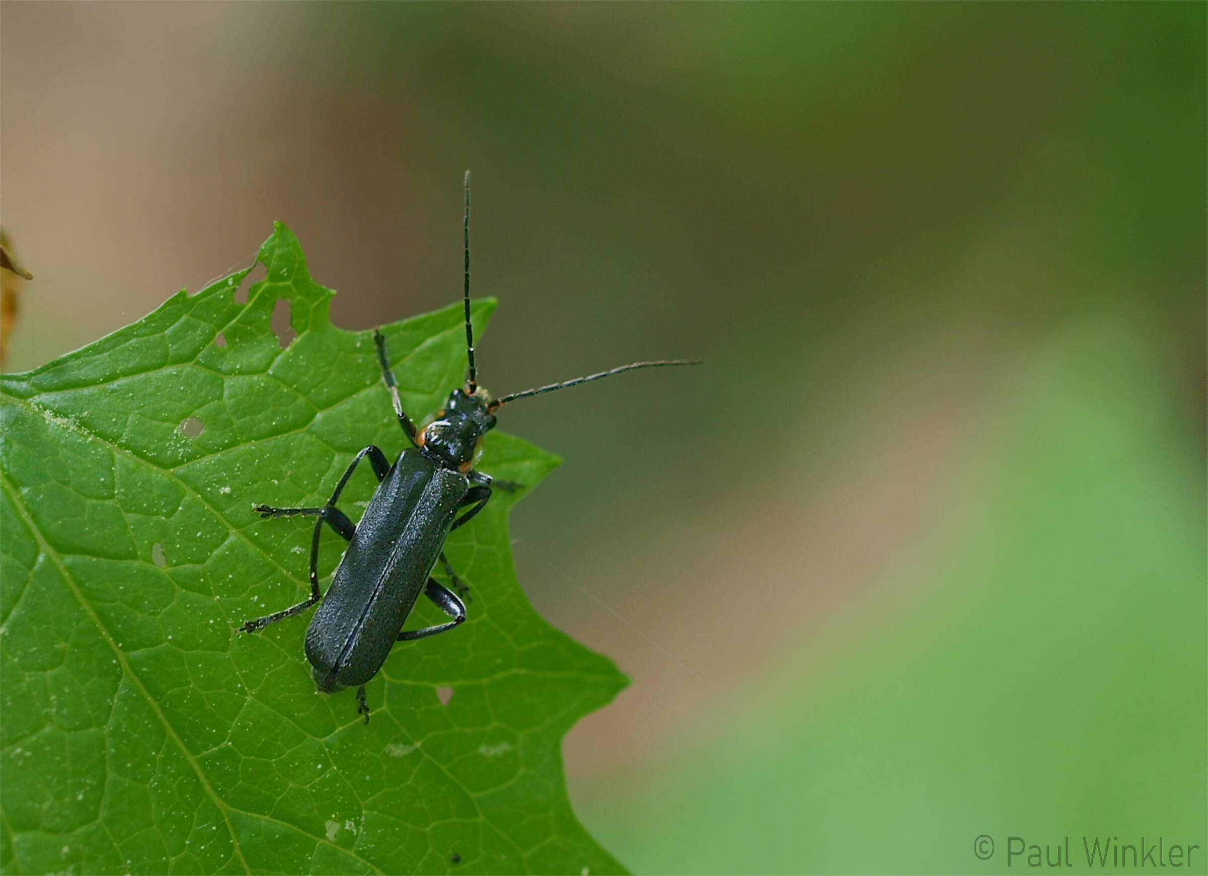 Cantharis paradoxa