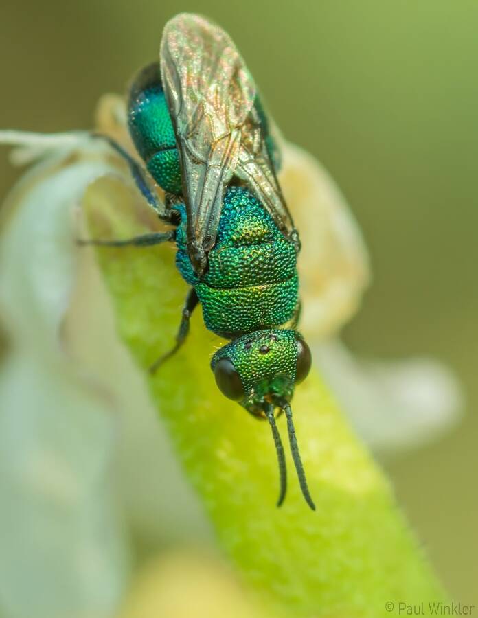 Hedychrum chalybaeum