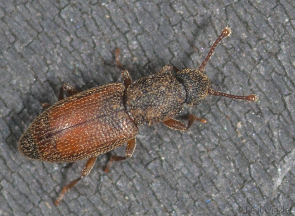 Monotoma spinicollis